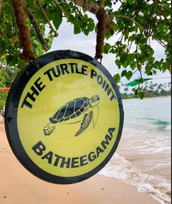Turtle Point Bathigama Dickwella — swimming with sea turtles Sri Lanka, ethical snorkelling Matara district (photo 4)