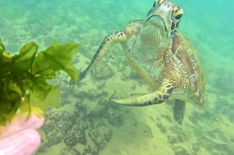 Turtle Point Bathigama Dickwella — swimming with sea turtles Sri Lanka, ethical snorkelling Matara district (photo 5)