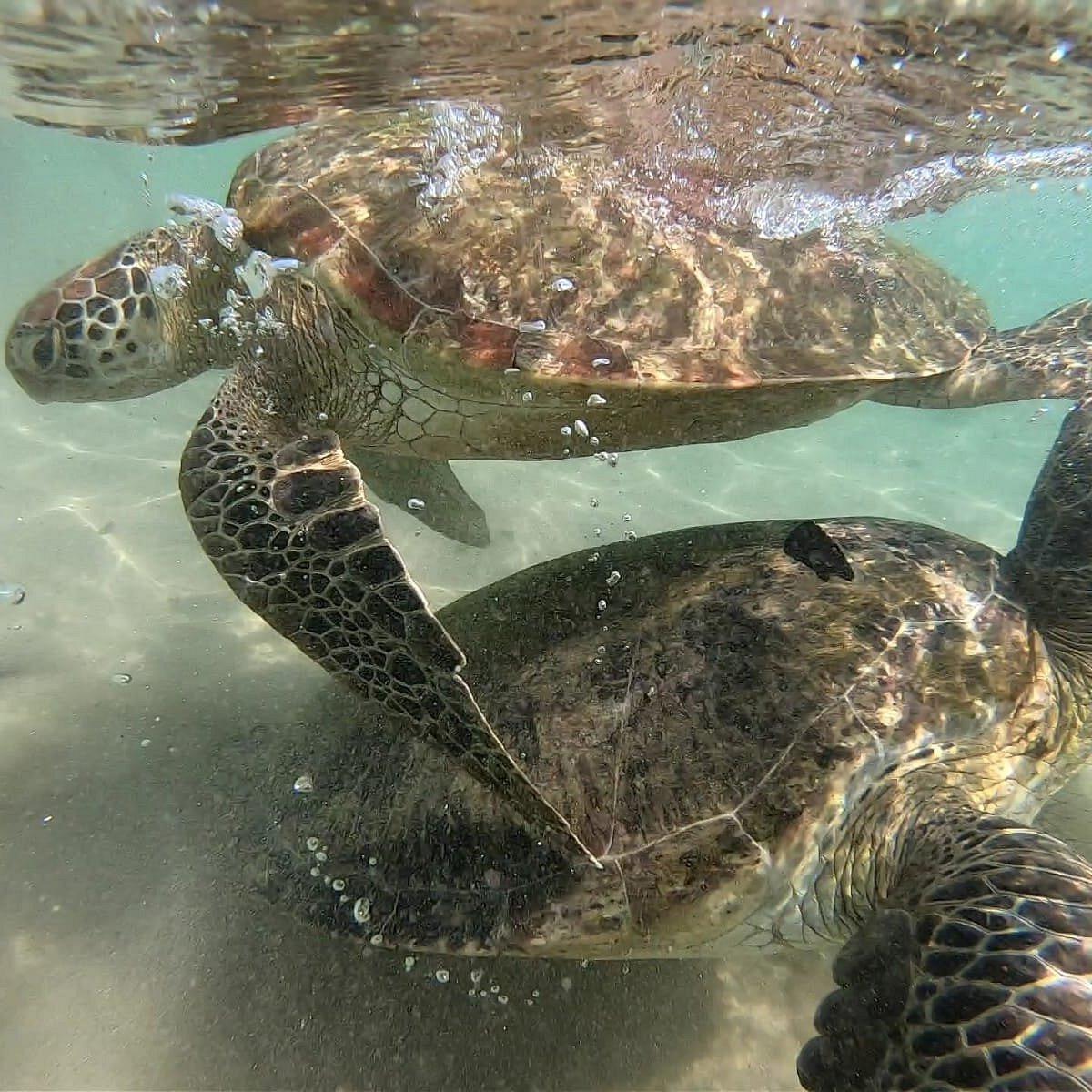 Turtle Point Bathigama Dickwella — swimming with sea turtles Sri Lanka, ethical snorkelling Matara district (photo 7)