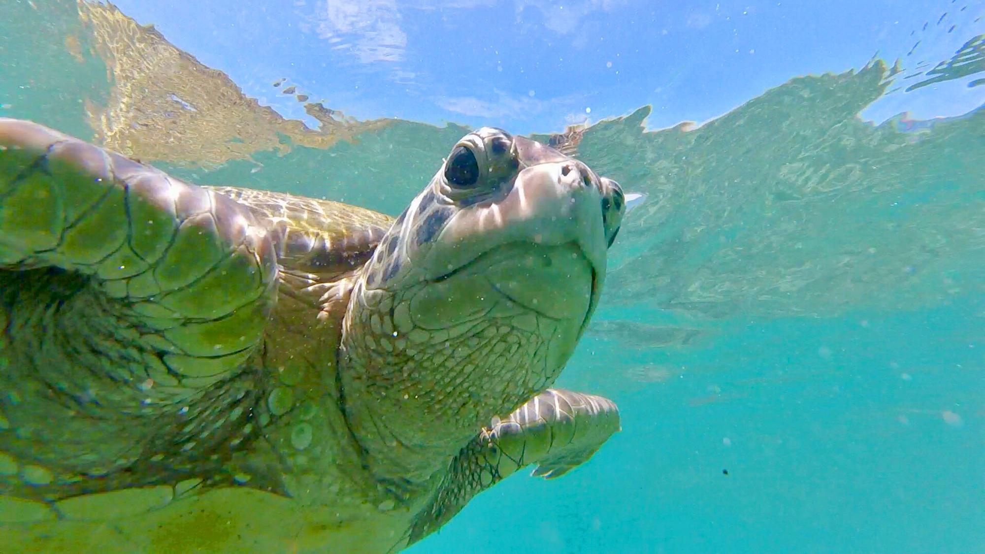 Turtle Point close encounter